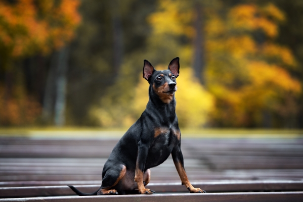 Deutscher Pinscher: Alles, was Sie über diesen temperamentvollen ...