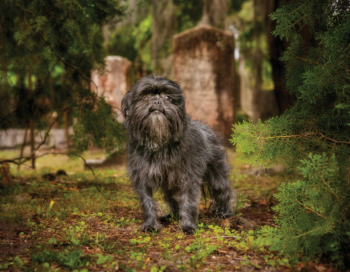 Affenpinscher: Alles, was Sie über diesen kleinen Terrier-Affenhund wissen müssen!