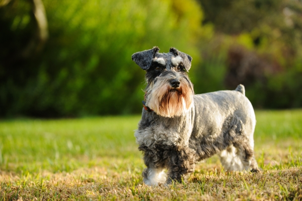 Zwergschnauzer: Alles über diesen kleinen Hund mit Schnurrbart!