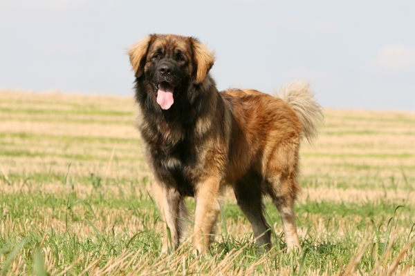 Leonberger Hund: Alles Wissenswerte über diesen großen, verspielten Bären!