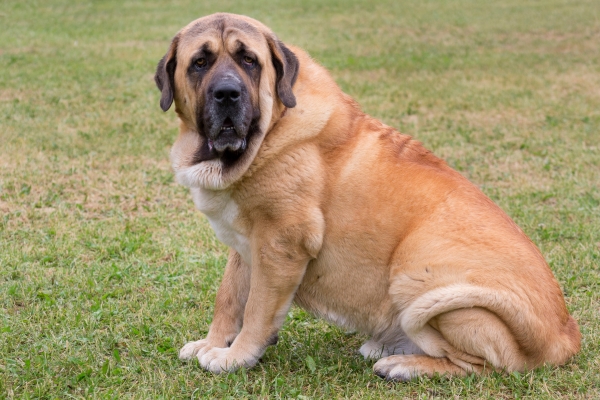 Spanischer Mastiff: Alles über den größten Hund Spaniens!