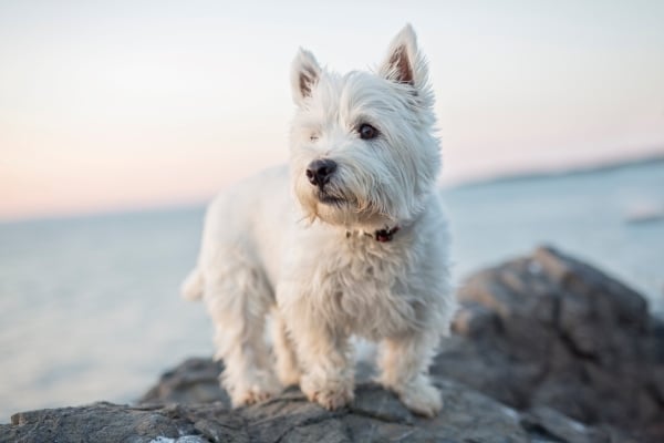 West Highland White Terrier: Alles über den Westie Hund erfahren!