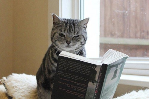 Top 3 des plus célèbres chats de la littérature !