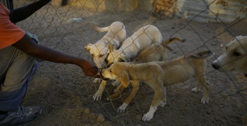 Un refuge pour chiens à Gaza
