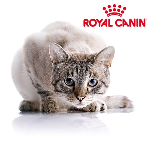 Qual Royal Canin para o meu gato castrado?