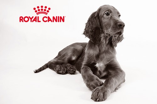 Quel Royal Canin pour chien allergique ?