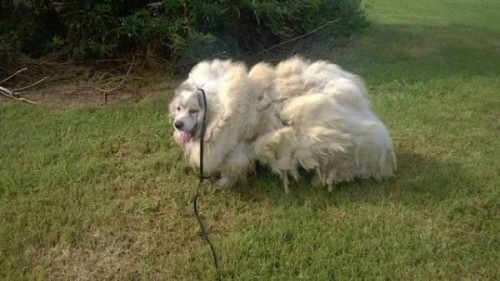 Lazarus, un chien abandonné retrouvé avec 16 kilos de fourrure !