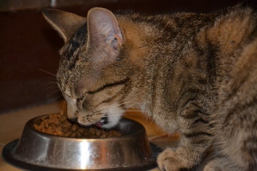 Wie dosiert man die Kroketten für seine Katze?