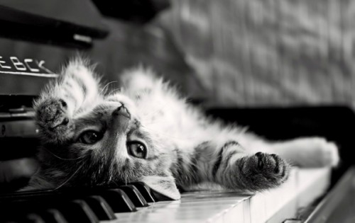 Le chat et la musique !
