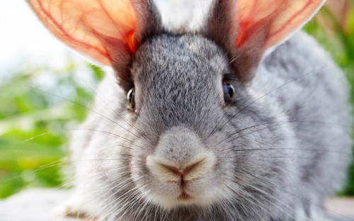 Danger : un virus mortel attaque nos lapins domestiques !