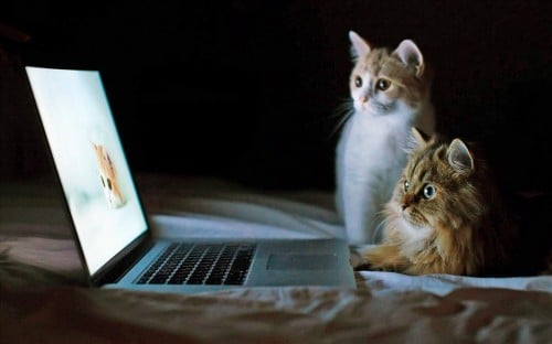 On aurait trouvé un lien entre l'abandon des chats et internet ?