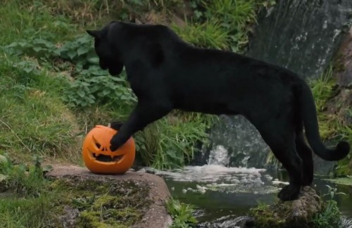 Les animaux des zoos fêtent aussi Halloween