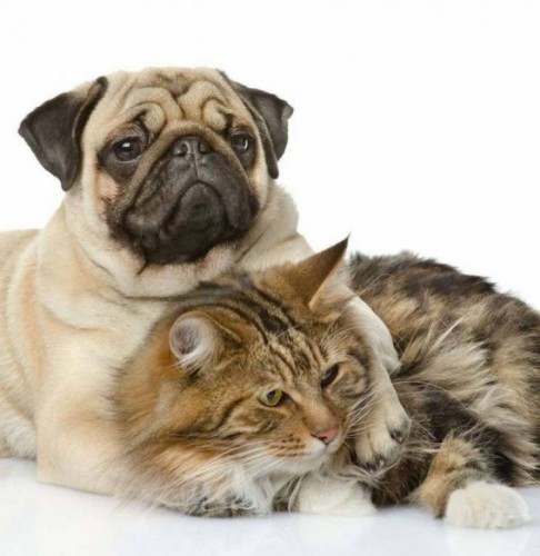 10 races de chien qui font bon ménage avec les chats