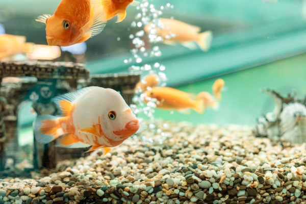 C'est quoi un Groupe Froid pour Aquarium ? Conseils ZOOMALIA