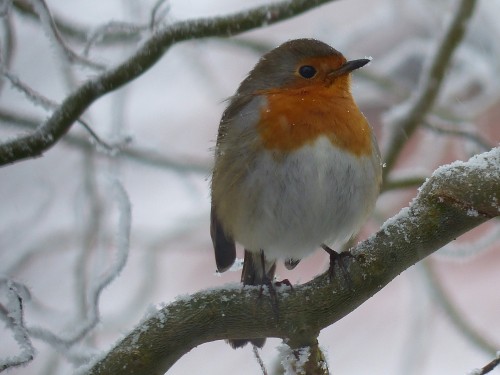 Simple et indispensable : aider les oiseaux du ciel en hiver