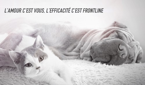 Frontline : l'antiparasitaire de référence pour chien et chat