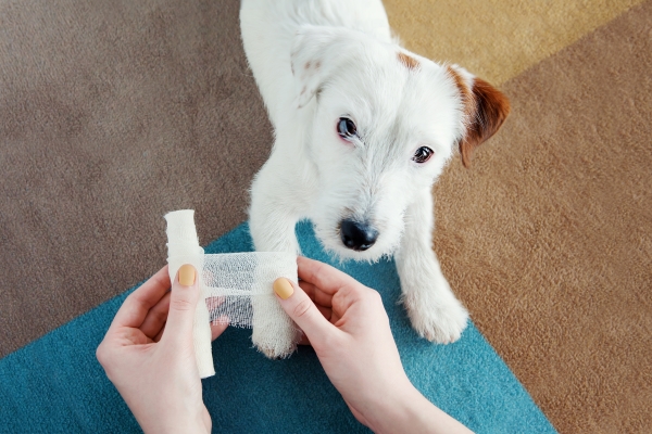 Welche Accessoires gibt es für die Erste Hilfe für Hunde?