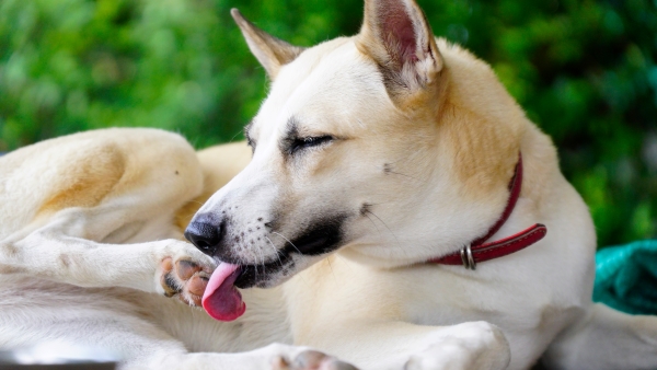 Was dem Hund fur ein Schoenes Fell zu geben? Ratschlaege ZOOMALIA