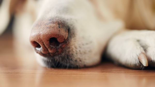 Wie kann man das Atemwohlbefinden eines Hundes verbessern?