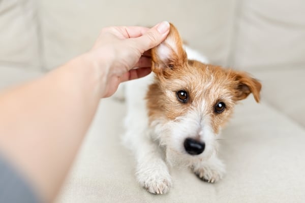 Wie kümmert man sich um einen Hund zu Hause? Tipps Zoomalia