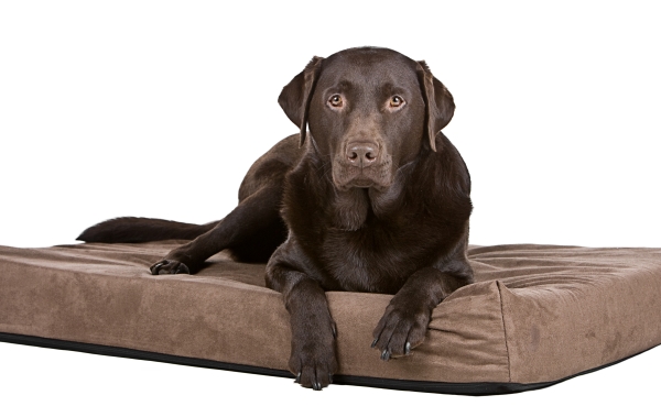 Was ist das beste Hundebett mit Memory-Schaum?