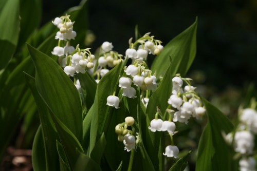 Muguet du 1er mai, attention danger !