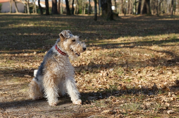 Fox Terrier karmisabaline karvaga: Kōik, mida teadma pead selle väikese jahikoera kohta