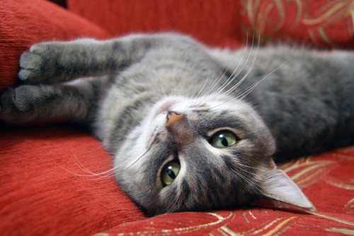 Comment entretenir une litière pour chat en appartement ?