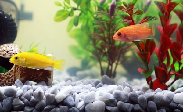 Comment introduire de nouveaux poissons dans son aquarium ?