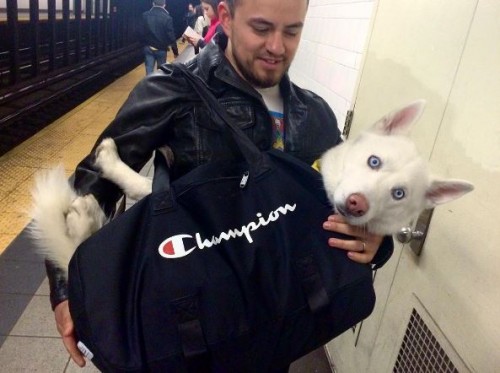 Les chiens interdits dans le métro new-yorkais, sauf transportés en sac