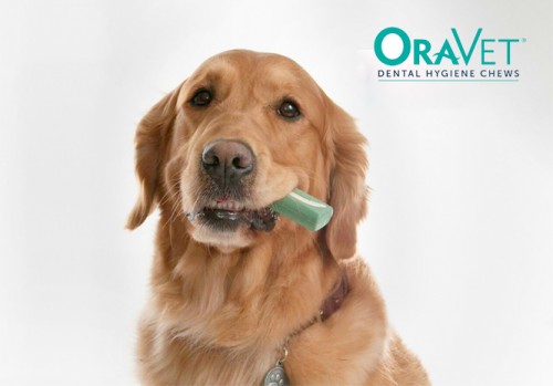 De belles dents pour mon chien grâce à Oravet !