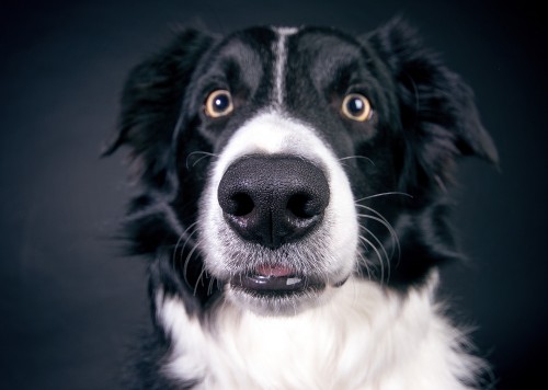 14 de julho: Meu cão tem medo de fogos de artifício!