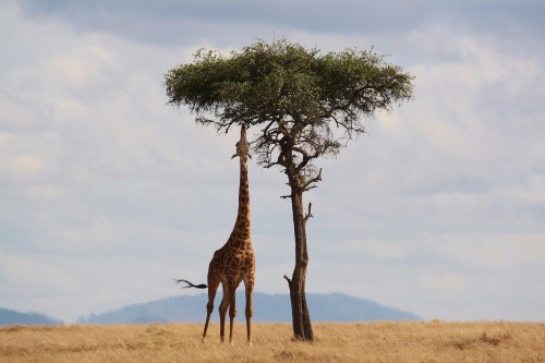 Aan de dageraad van een zesde massale uitstervingsgolf van dieren