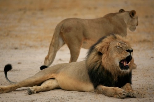 Nach Cecil dem Löwen, sein Sohn Xanda ebenso von Jägern getötet