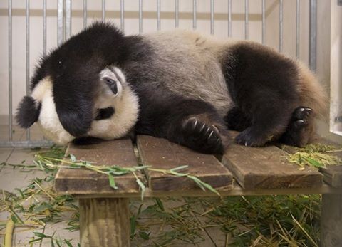 Gravidez da panda Huan Huan, uma primeira na França