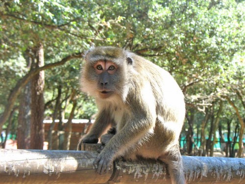Les deux derniers macaques de la Pinède des singes ont été capturés