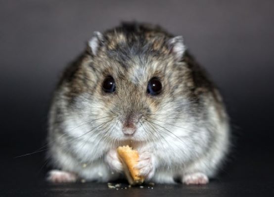 Que mange un hamster ?
