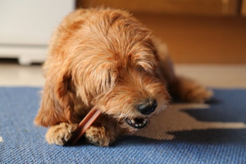 Vergelijking van verschillende kauwoplossingen voor honden: Dentastix, Prozym en Oravet