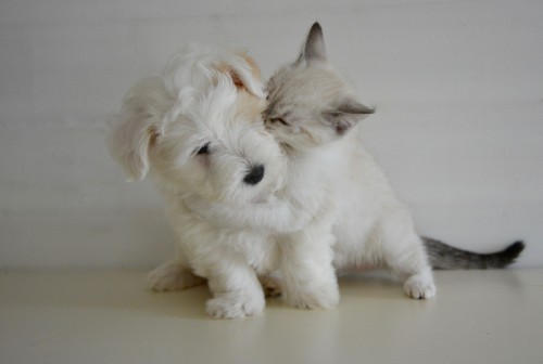 Le classement des prénoms de chiens et chats les plus donnés en 2017