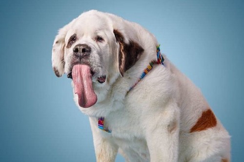 Mochi, le chien à la plus longue langue du monde !