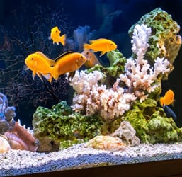 Quelle Nourriture pour Poisson d'Aquarium ? Conseils Zoomalia