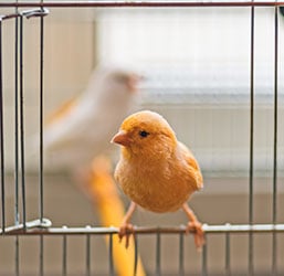 Welche sind die wesentlichen Käfigzubehörteile für Vögel?