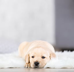 Quel est le meilleur Tapis pour Chien ? Conseils ZOOMALIA