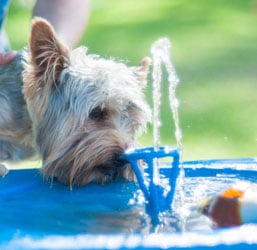 Quelle Fontaine à eau pour Chien ? Conseils d'experts ZOOMALIA