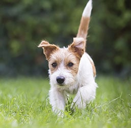 Quel Parc pour Chien pliable ? Conseils d'Experts ZOOMALIA