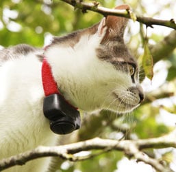 Quel Collier anti-fugue pour un Chat qui sort ? Conseils Zoomalia