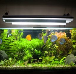 Quel type d'éclairage pour Aquarium ? Conseils d'experts Zoomalia