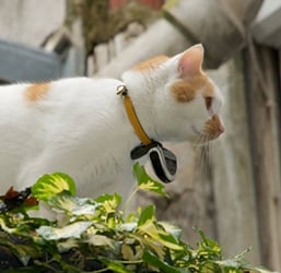 Quel Collier GPS pour Chat ? Conseils d'Experts ZOOMALIA