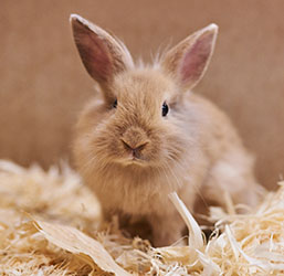 Quelle est la bonne Nourriture des Lapins ? Conseils Zoomalia