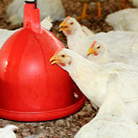 Quel est le meilleur Abreuvoir pour Poule ? Conseils ZOOMALIA